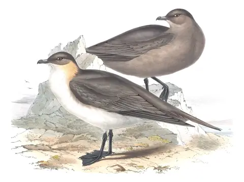 Plate 441 of Gould's The Birds of Europe: Parasitic Jaeger (Stercorarius parasiticus)