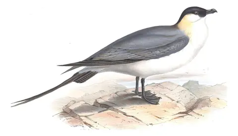 Plate 442 of Gould's The Birds of Europe: Long-tailed Jaeger (Stercorarius longicaudus)
