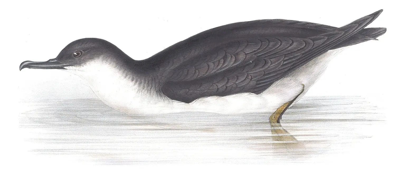 Plate 443 of Gould's The Birds of Europe: Manx Shearwater (Puffinus puffinus)