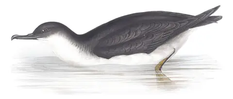 Plate 443 of Gould's The Birds of Europe: Manx Shearwater (Puffinus puffinus)