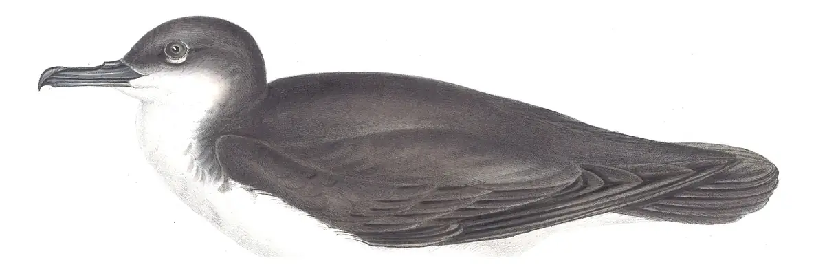 Plate 444 of Gould's The Birds of Europe: Barolo Shearwater (Puffinus baroli)