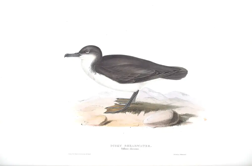 The whole sheet of plate 444, with its engraved caption