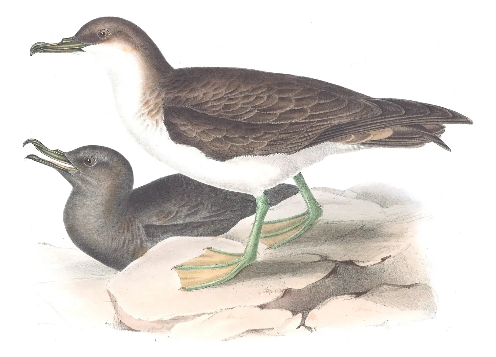 Plate 445 of Gould's The Birds of Europe: Great Shearwater (Ardenna gravis) and Sooty Shearwater (Ardenna grisea)