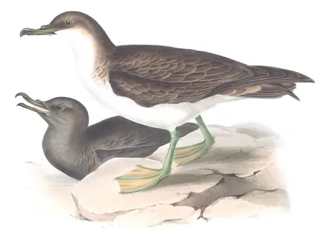 Plate 445 of Gould's The Birds of Europe: Great Shearwater (Ardenna gravis) and Sooty Shearwater (Ardenna grisea)