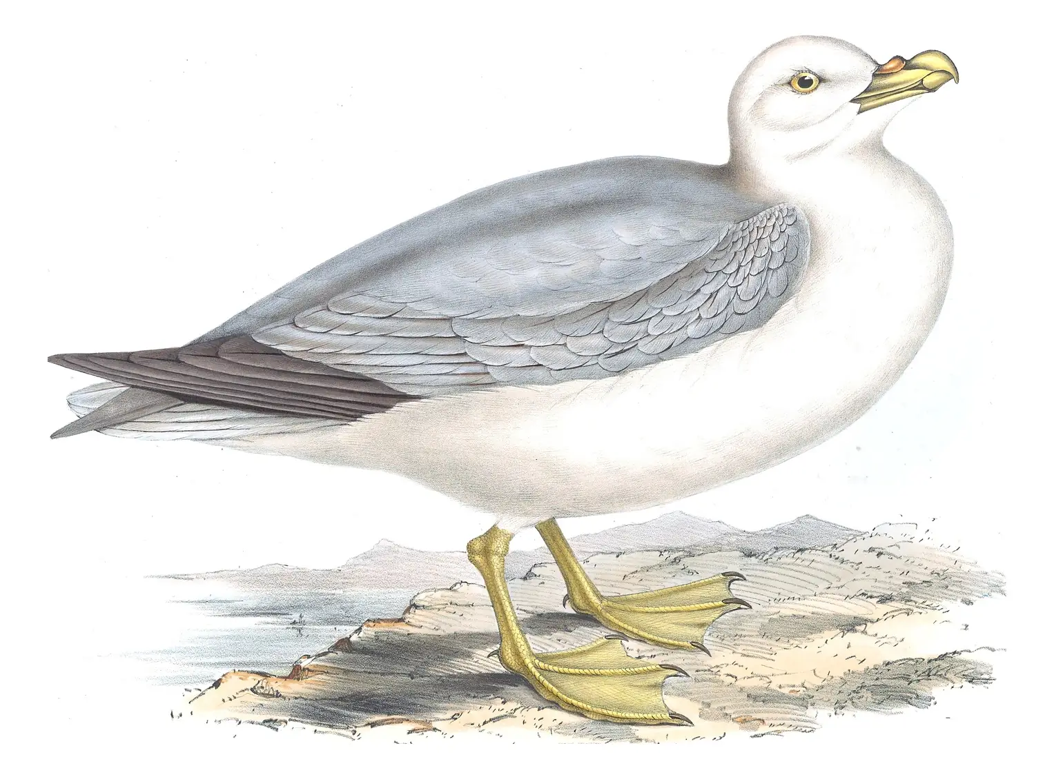 Plate 446 of Gould's The Birds of Europe: Northern Fulmar (Fulmarus glacialis)