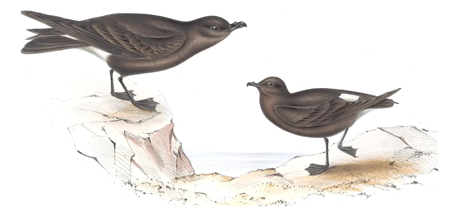 Plate 447 of Gould's The Birds of Europe: Leach's Storm-Petrel (Hydrobates leucorhous)
