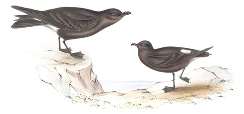 Plate 447 of Gould's The Birds of Europe: Leach's Storm-Petrel (Hydrobates leucorhous)