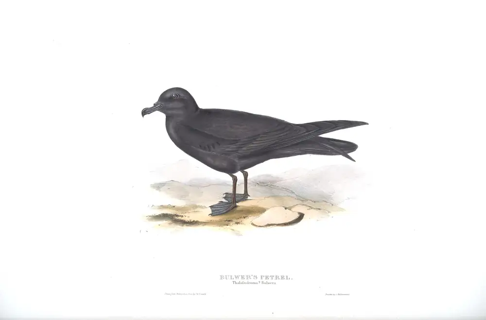 The whole sheet of plate 449, with its engraved caption