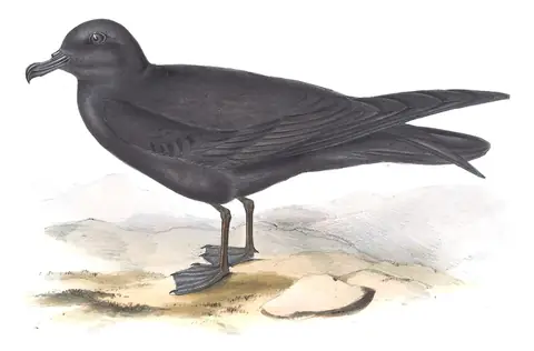 Plate 449 of Gould's The Birds of Europe: Bulwer's Petrel (Bulweria bulwerii)