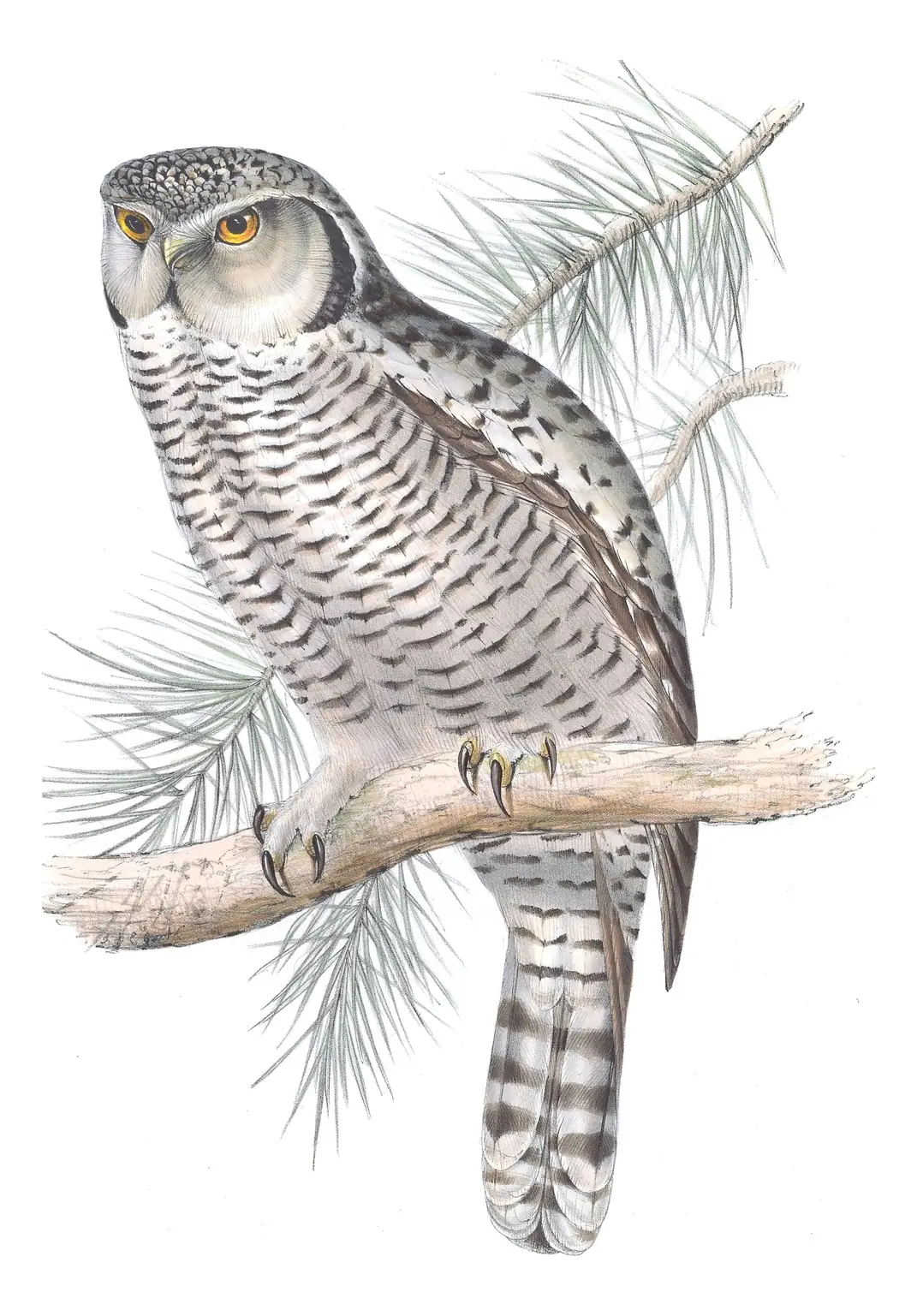 Plate 45 of Gould's The Birds of Europe: Northern Hawk Owl (Surnia ulula)