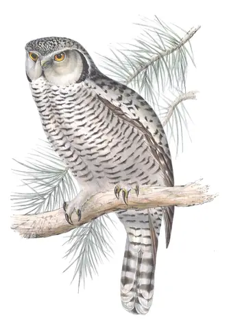 Plate 45 of Gould's The Birds of Europe: Northern Hawk Owl (Surnia ulula)