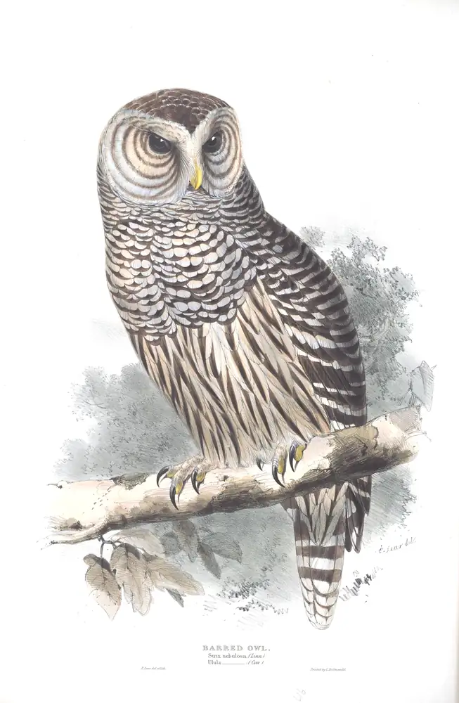 The whole sheet of plate 46, with its engraved caption