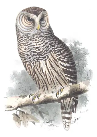 Plate 46 of Gould's The Birds of Europe: Barred Owl (Strix varia)