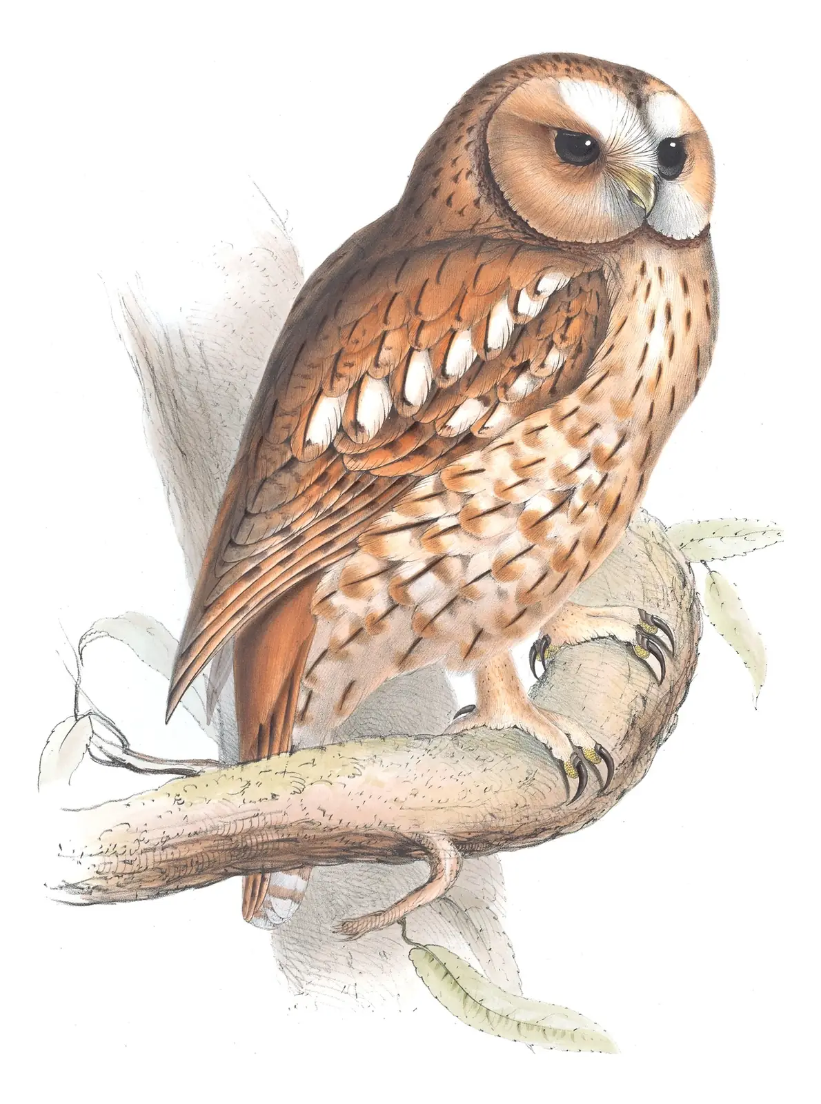 Plate 47 of Gould's The Birds of Europe: Tawny Owl (Strix aluco)
