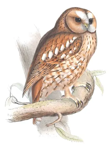 Plate 47 of Gould's The Birds of Europe: Tawny Owl (Strix aluco)