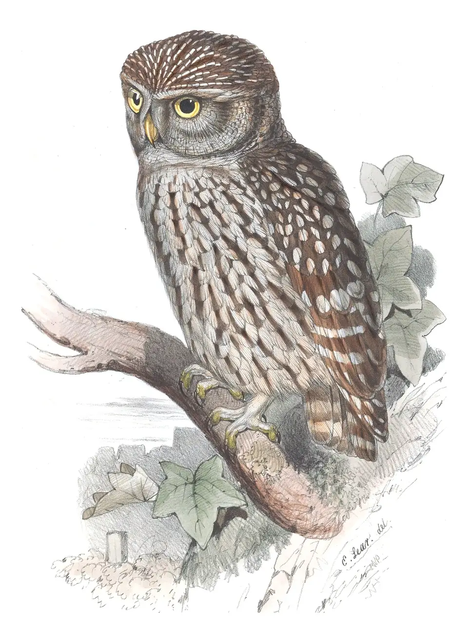 Plate 48 of Gould's The Birds of Europe: Little Owl (Athene noctua)