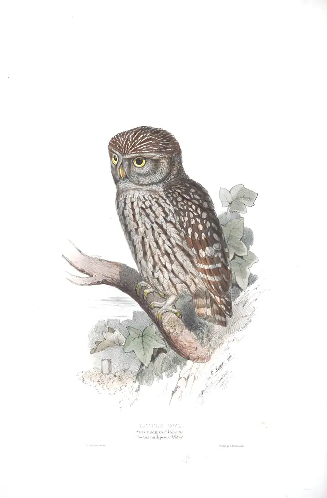 The whole sheet of plate 48, with its engraved caption