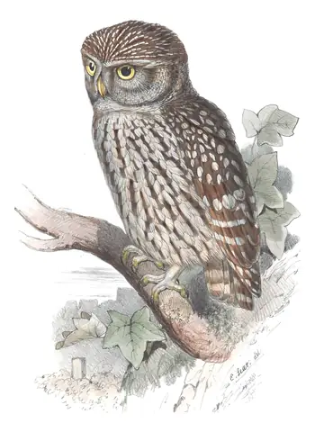 Plate 48 of Gould's The Birds of Europe: Little Owl (Athene noctua)