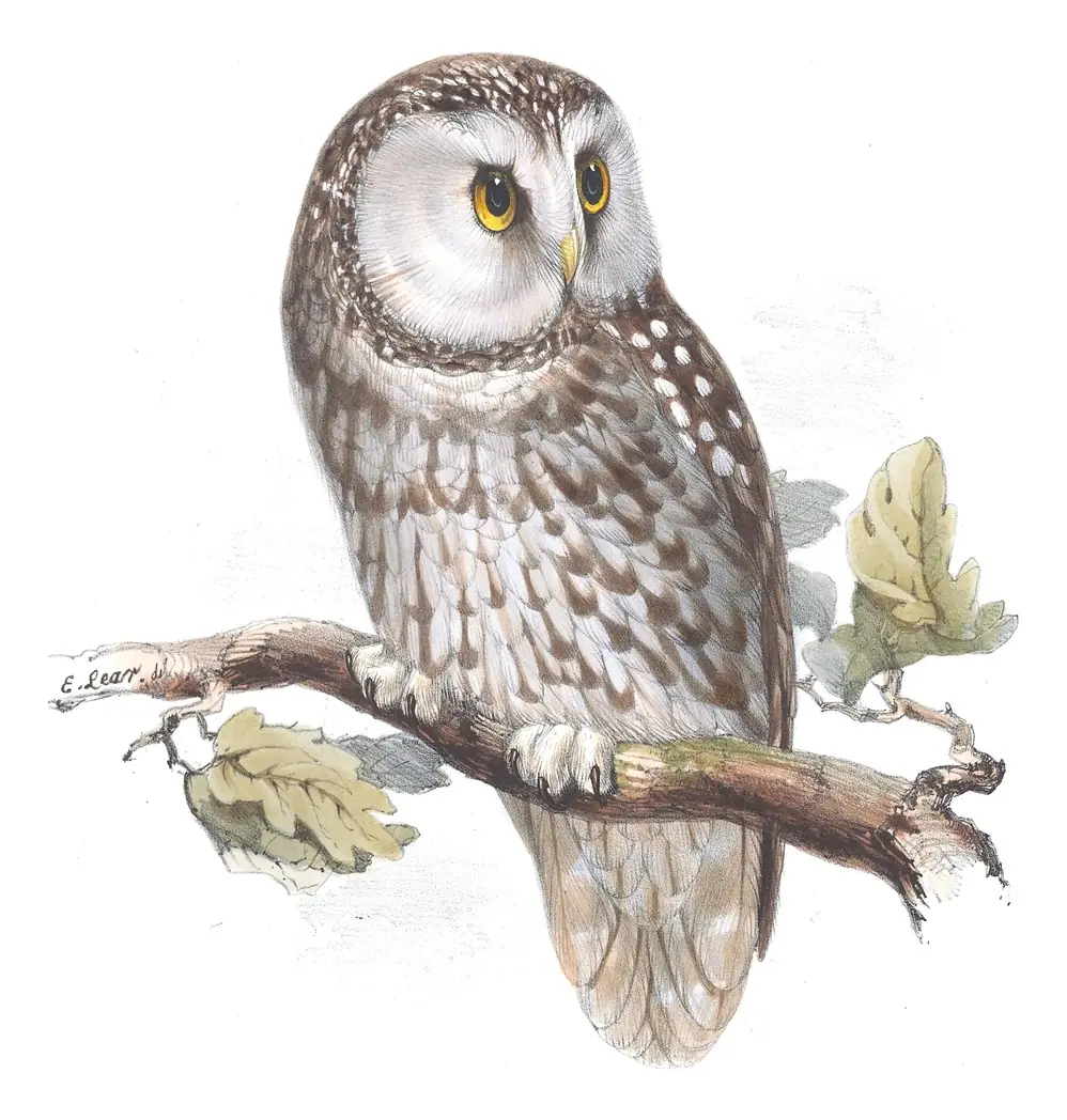Plate 49 of Gould's The Birds of Europe: Boreal Owl (Aegolius funereus)