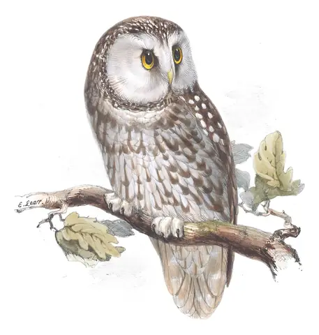 Plate 49 of Gould's The Birds of Europe: Boreal Owl (Aegolius funereus)