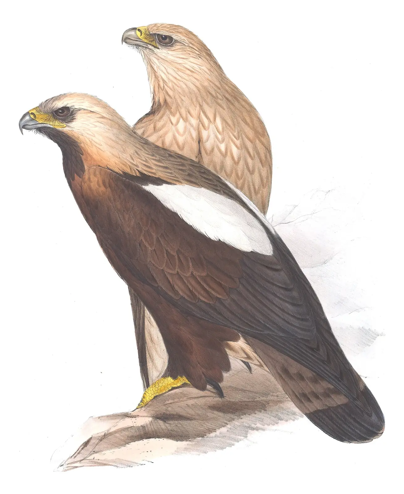 Plate 5 of Gould's The Birds of Europe: Imperial Eagle (Aquila heliaca)