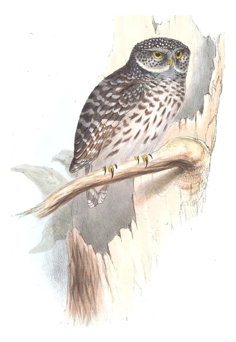 Plate 50 of Gould's The Birds of Europe: Eurasian Pygmy-Owl (Glaucidium passerinum)