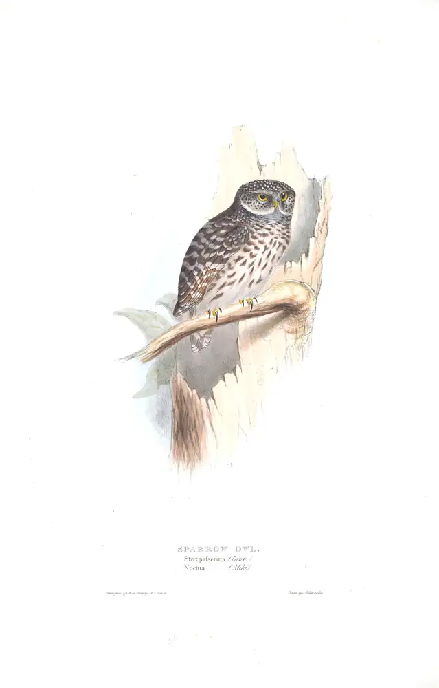 The whole sheet of plate 50, with its engraved caption