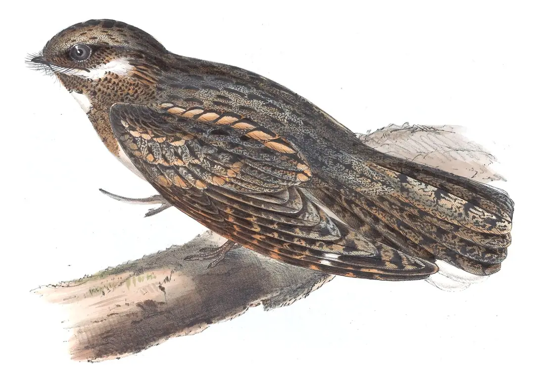 Plate 51 of Gould's The Birds of Europe: Eurasian Nightjar (Caprimulgus europaeus)