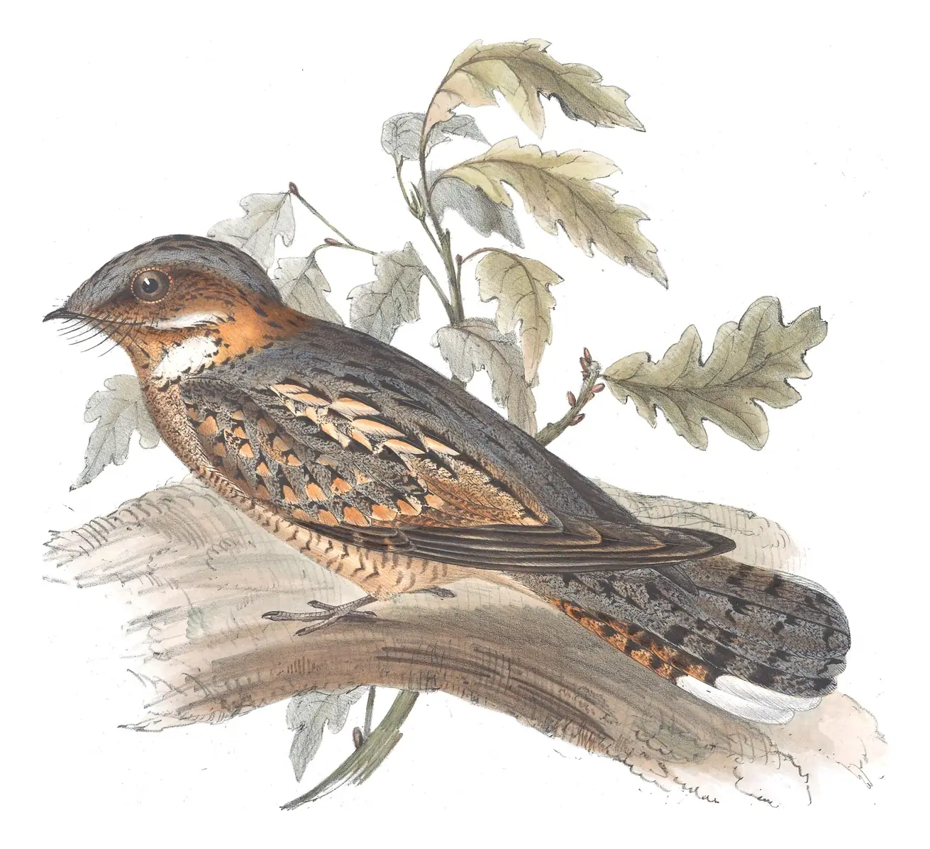Plate 52 of Gould's The Birds of Europe: Red-necked Nightjar (Caprimulgus ruficollis)