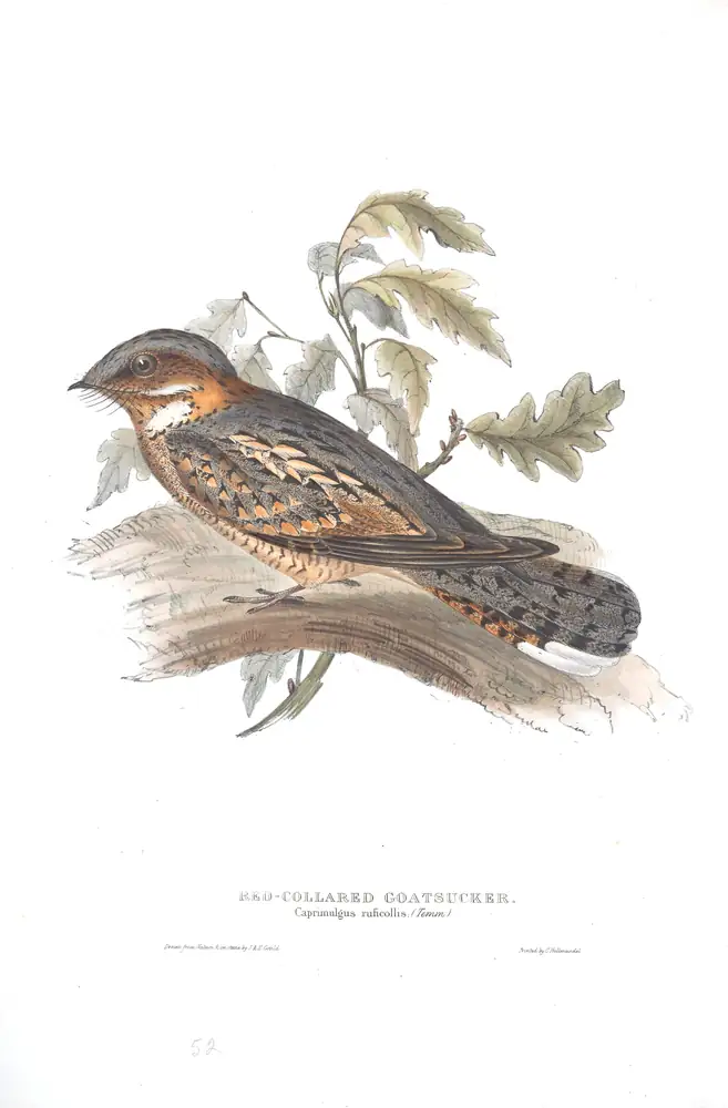 The whole sheet of plate 52, with its engraved caption