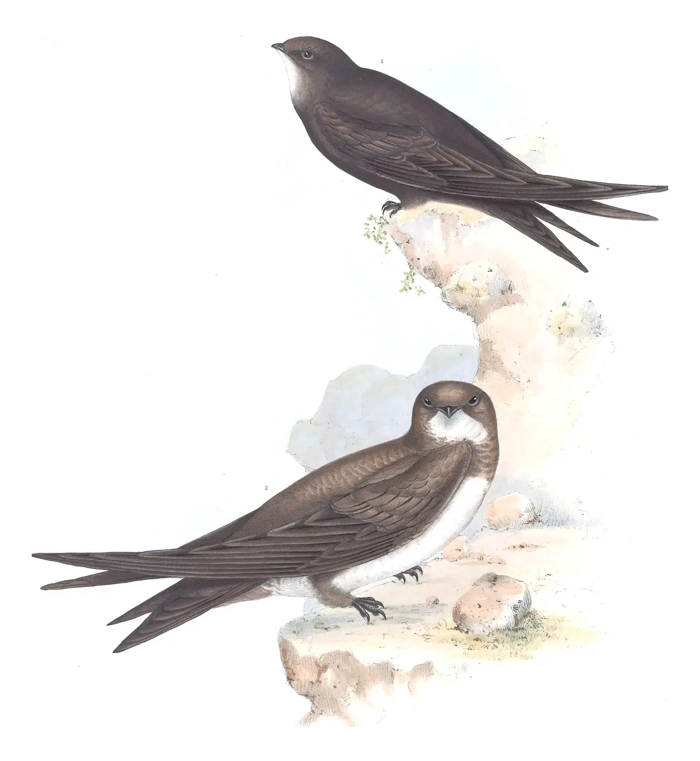 Plate 53 of Gould's The Birds of Europe: Common Swift (Apus apus) and Alpine Swift (Tachymarptis melba)