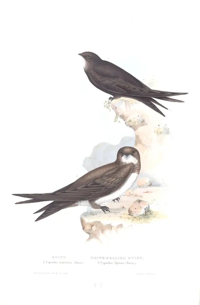 The whole sheet of plate 53, with its engraved caption