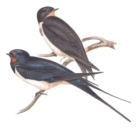 Plate 54 of Gould's The Birds of Europe: Barn Swallow (Hirundo rustica)