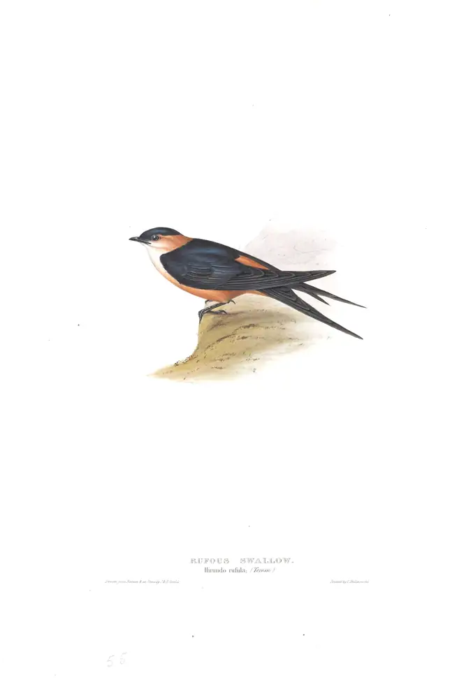 The whole sheet of plate 55, with its engraved caption