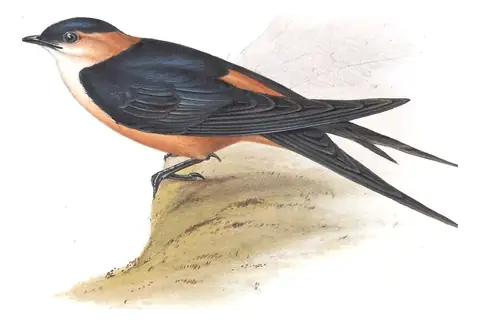 Plate 55 of Gould's The Birds of Europe: European Red-rumped Swallow (Cecropis rufula)