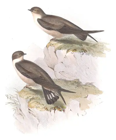 Plate 56 of Gould's The Birds of Europe: Eurasian Crag-Martin (Ptyonoprogne rupestris)