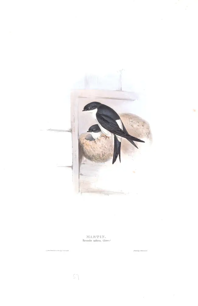The whole sheet of plate 57, with its engraved caption
