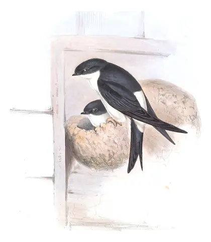 Plate 57 of Gould's The Birds of Europe: Western House-Martin (Delichon urbicum)