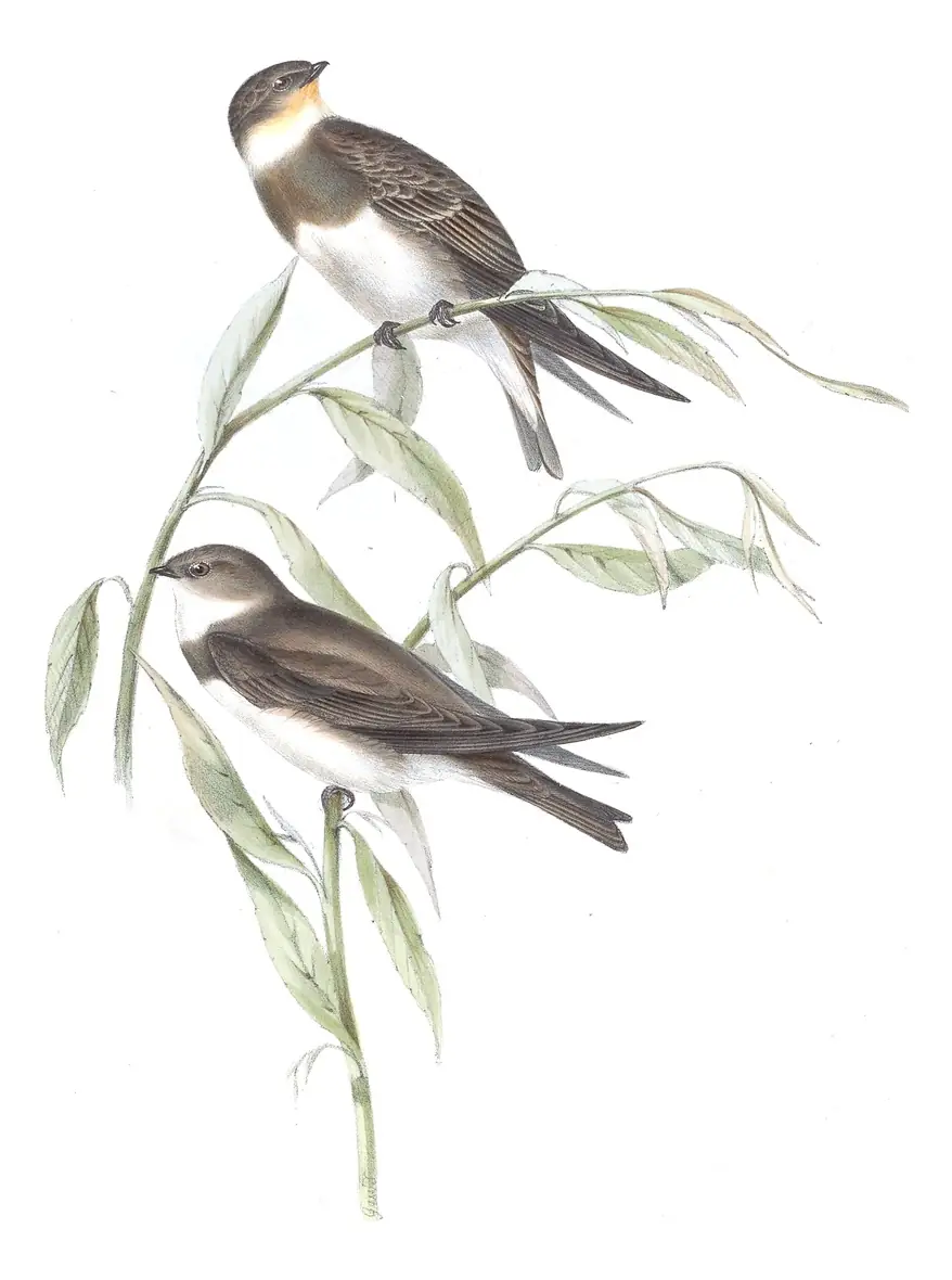 Plate 58 of Gould's The Birds of Europe: Bank Swallow (Riparia riparia)