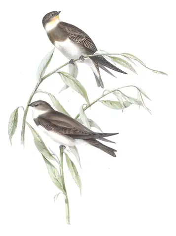 Plate 58 of Gould's The Birds of Europe: Bank Swallow (Riparia riparia)
