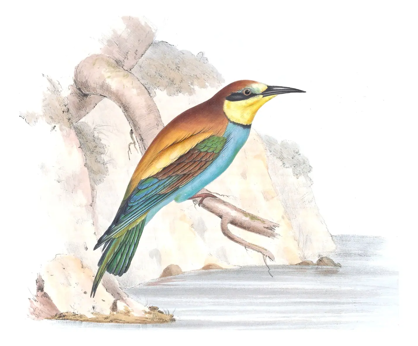 Plate 59 of Gould's The Birds of Europe: European Bee-eater (Merops apiaster)