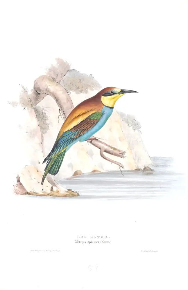The whole sheet of plate 59, with its engraved caption