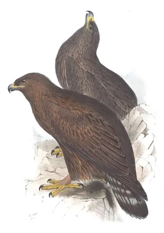 Plate 6 of Gould's The Birds of Europe: Golden Eagle (Aquila chrysaetos)