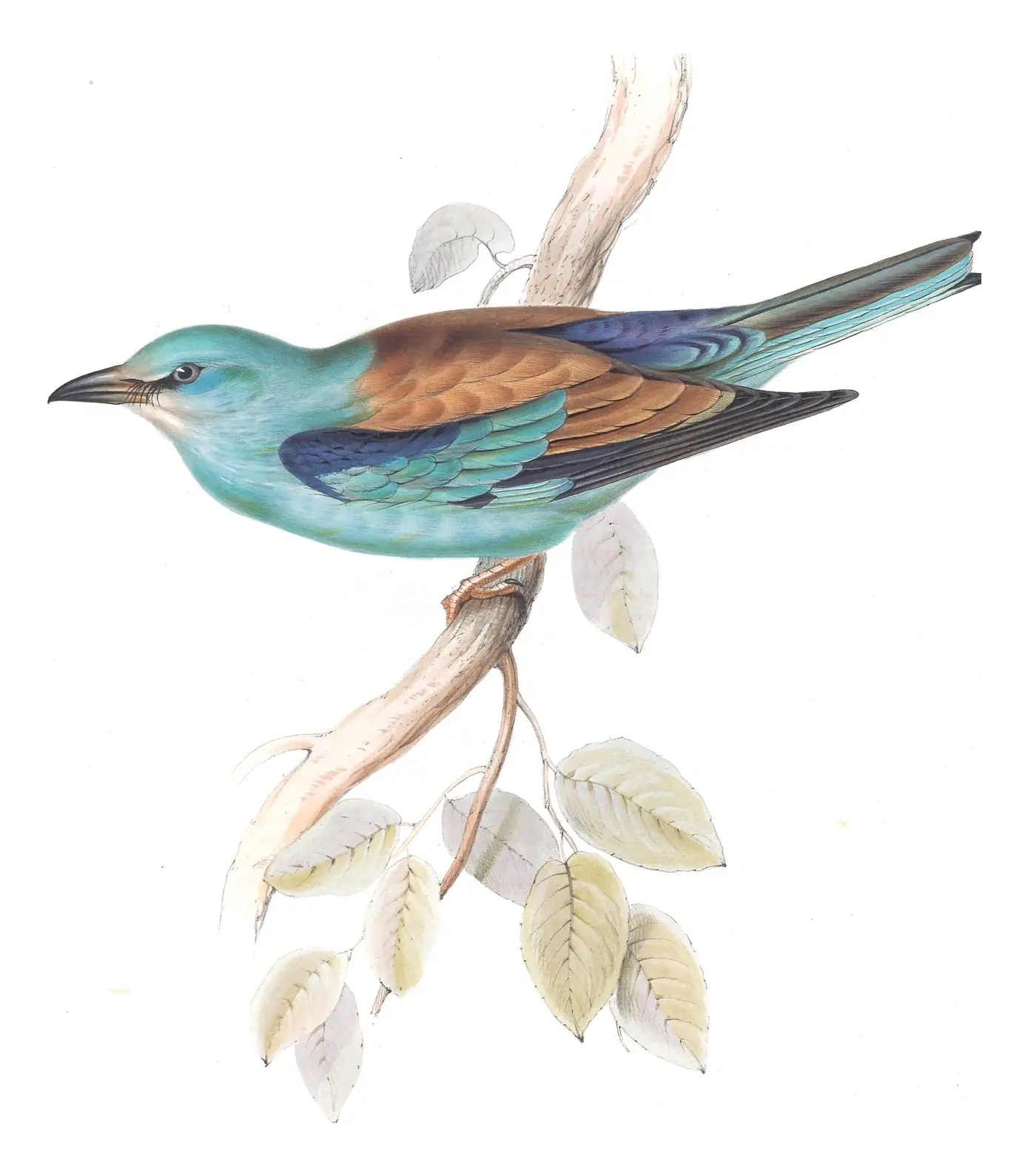 Plate 60 of Gould's The Birds of Europe: European Roller (Coracias garrulus)