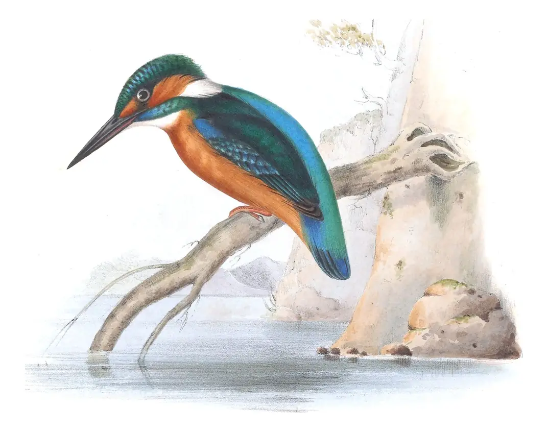 Plate 61 of Gould's The Birds of Europe: Common Kingfisher (Alcedo atthis)