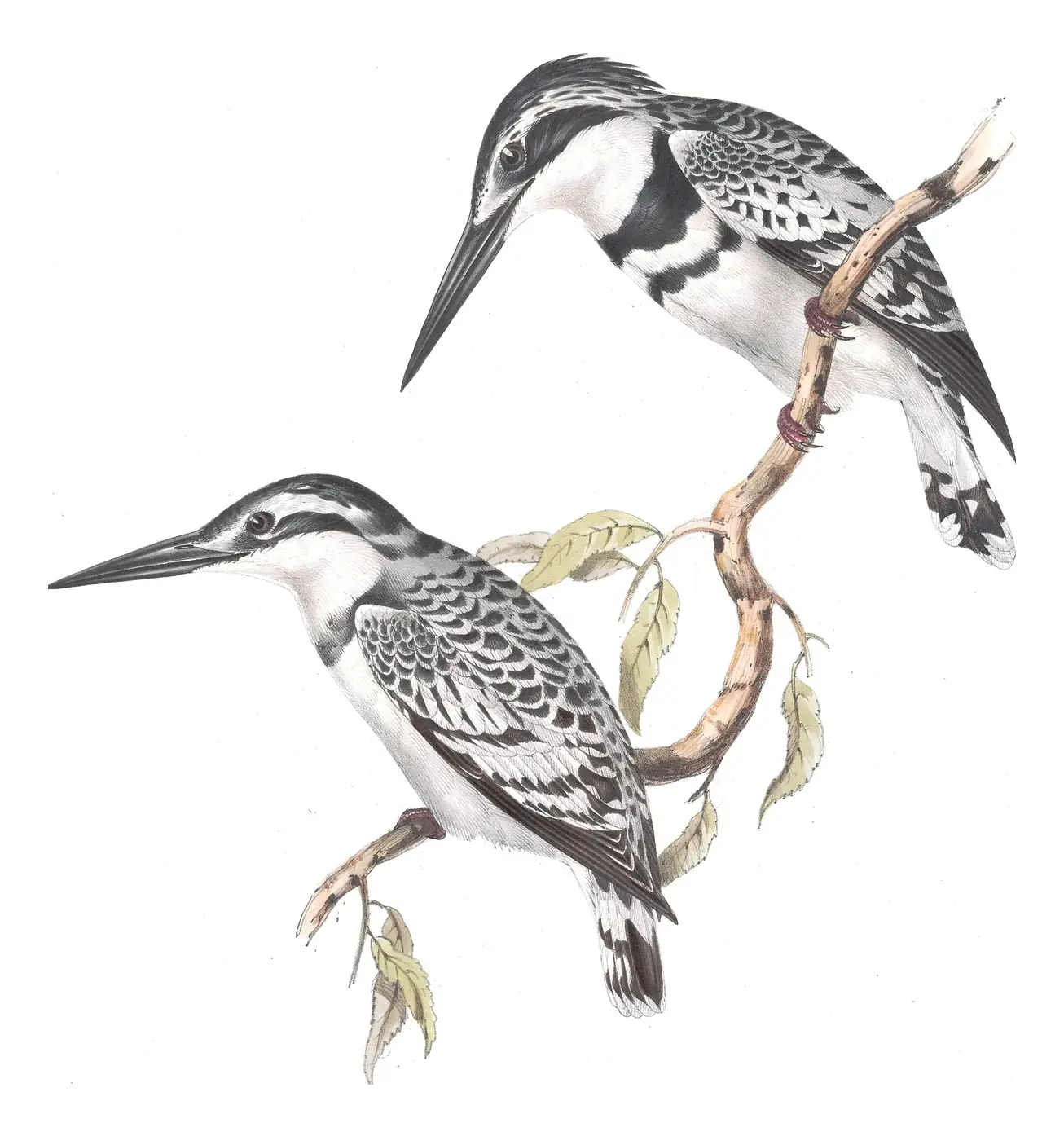 Plate 62 of Gould's The Birds of Europe: Pied Kingfisher (Ceryle rudis)