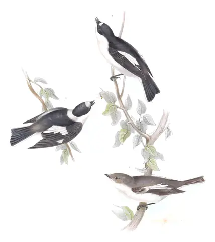 Plate 63 of Gould's The Birds of Europe: European Pied Flycatcher (Ficedula hypoleuca) and Collared Flycatcher (Ficedula albicollis)