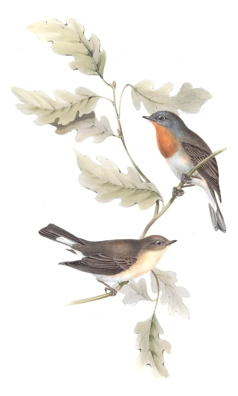 Plate 64 of Gould's The Birds of Europe: Red-breasted Flycatcher (Ficedula parva)