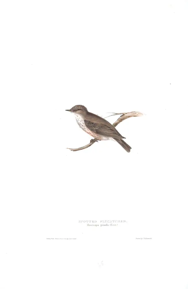 The whole sheet of plate 65, with its engraved caption
