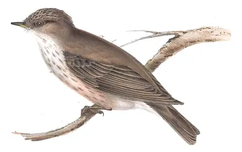 Plate 65 of Gould's The Birds of Europe: Spotted Flycatcher (Muscicapa striata)